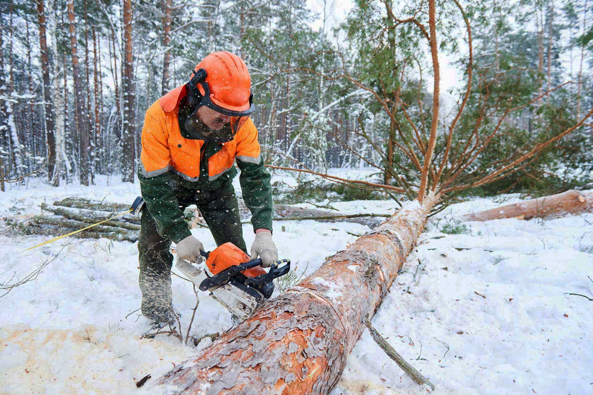 Holz rücken